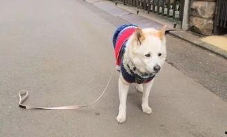 牵着狗的图片,与爱宠共度的温馨时光