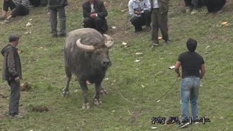 斗牛花絮,揭秘斗牛花絮背后的故事